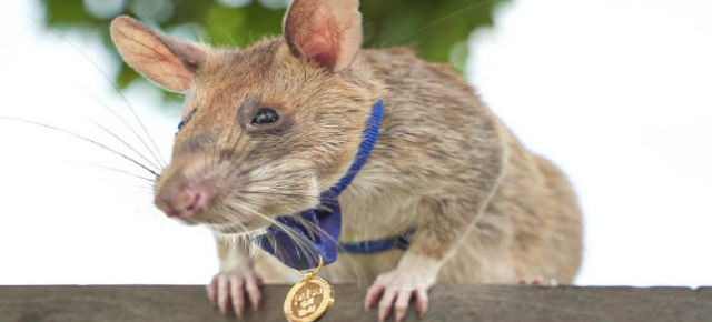 Magawaga reminds you to be your best rat self