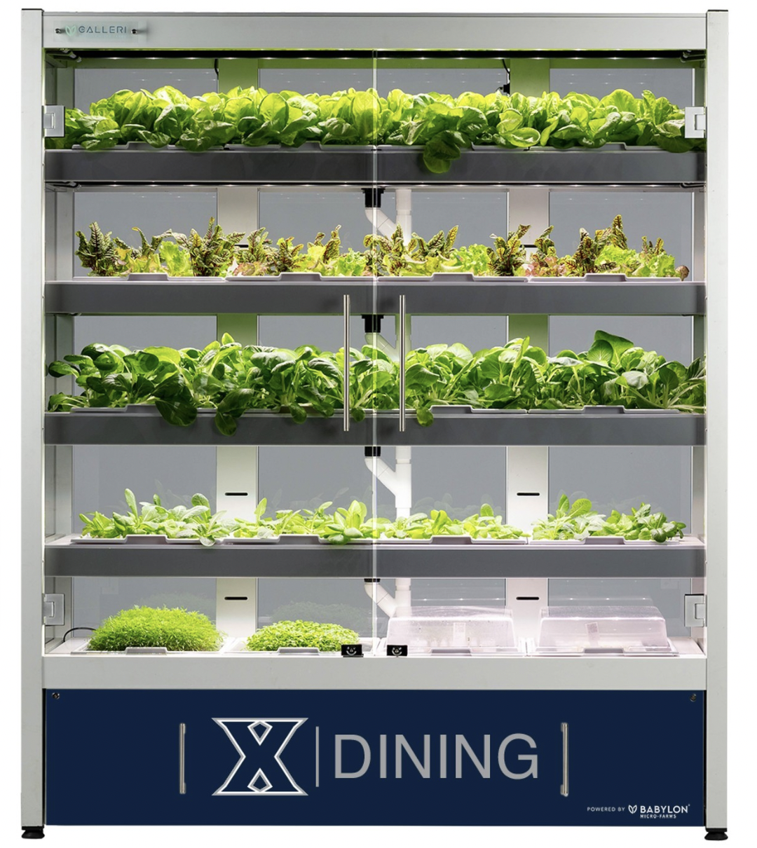 Hoff Commons: Going green by growing greens