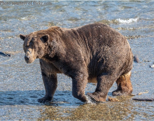 Fat Bear Week 2025 Has Some Big Competition