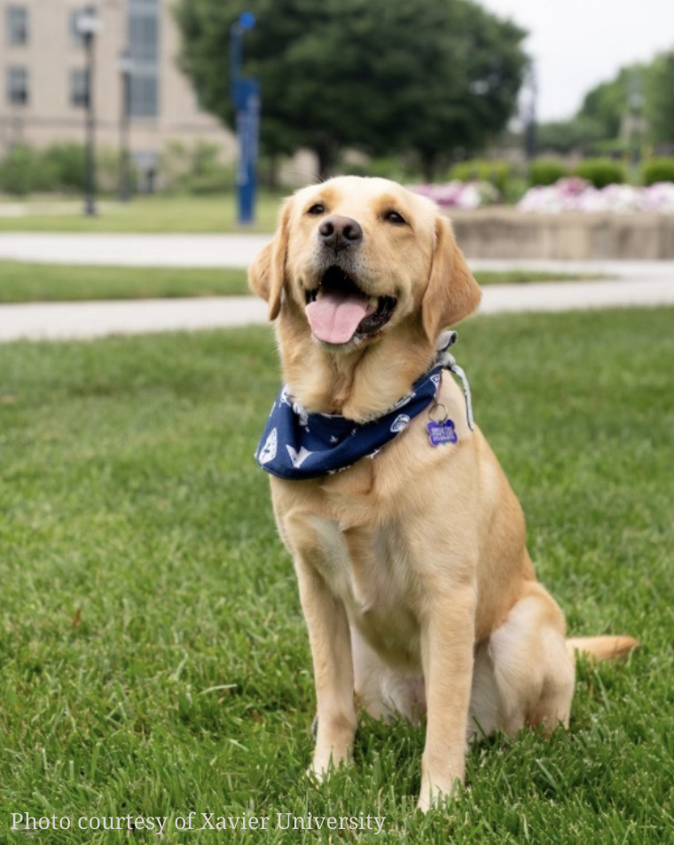 Xavier’s Newest Campus Mascot: Nari 
