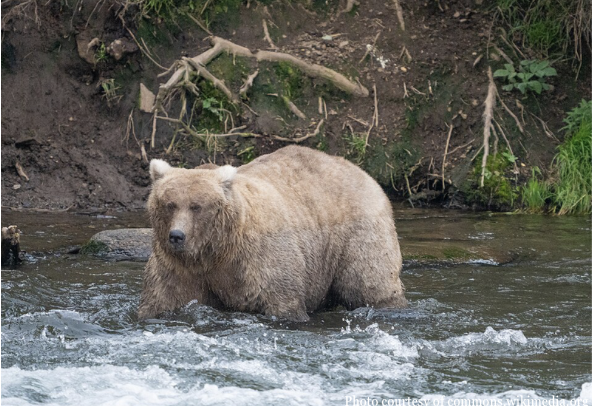 Fat Bear Week Expands Its Competition Field
